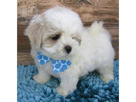 Kc κουτάβια καταχωρημένα maltipoo